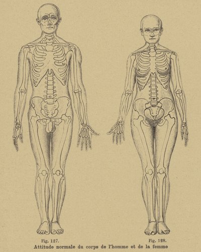 Normal posture of the body of a man and a woman by German School